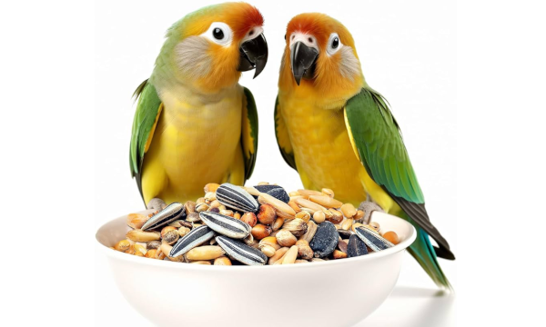 Comida para pájaros